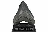 Fossil Megalodon Tooth - South Carolina #190217-1